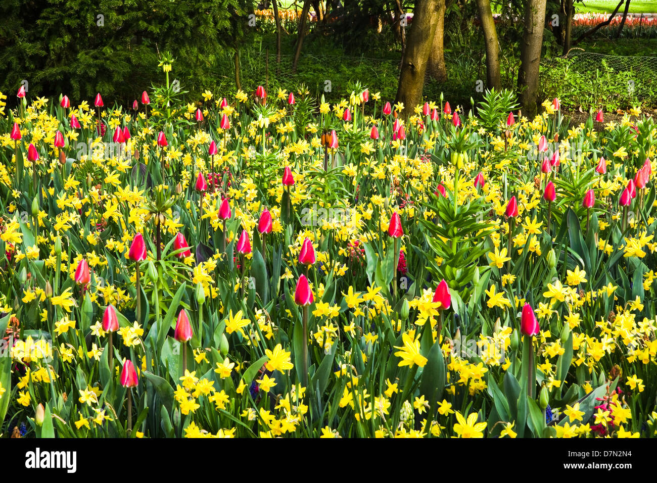 Giallo narcisi e tulipani rosa in fiore nel giardino di primavera Foto Stock