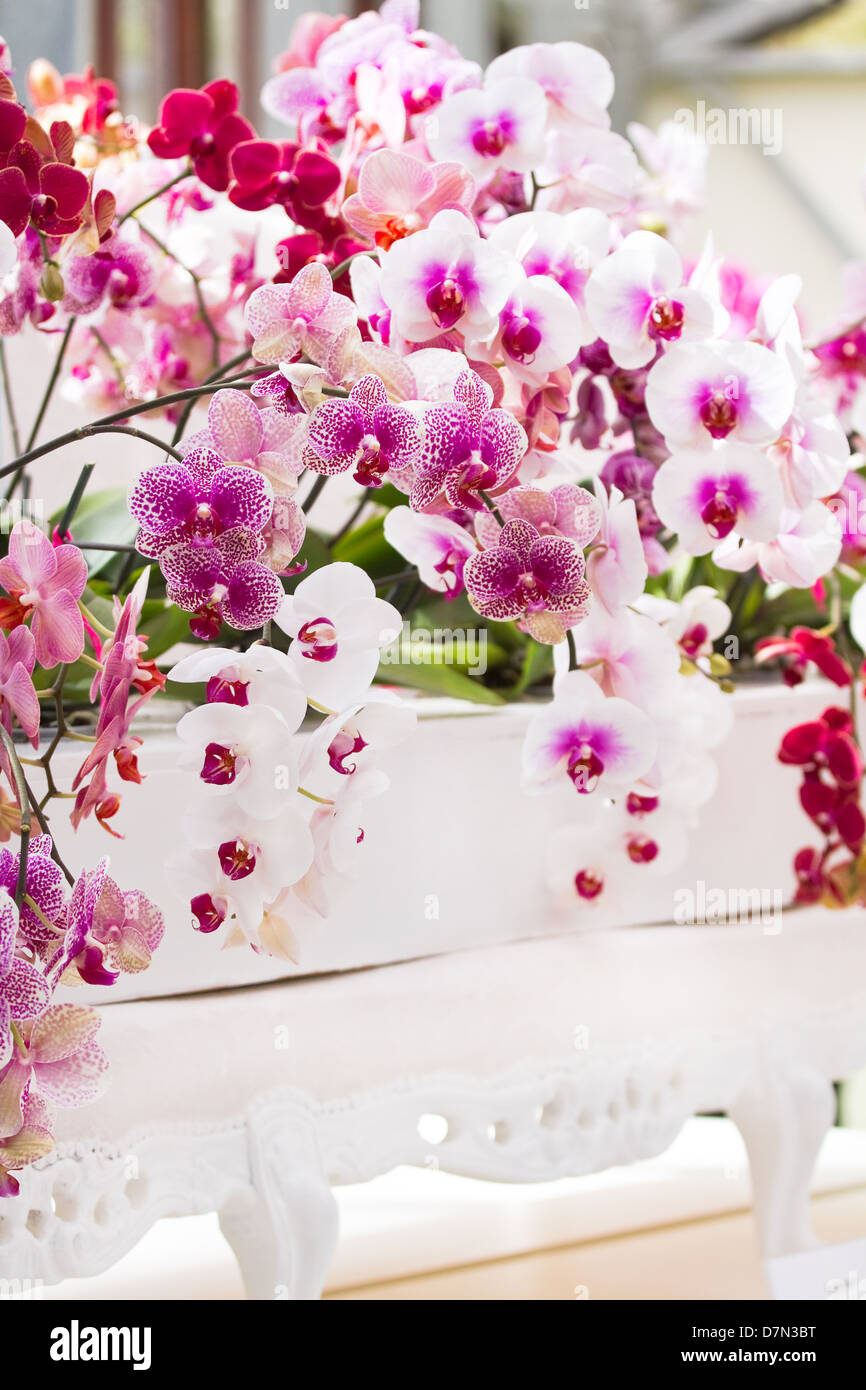 Colorato di rosso, rosa e bianco Phalaenopsis o tignola orchidee decorazione Foto Stock