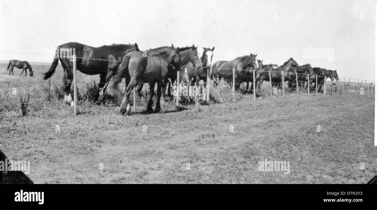 Questa fotografia mostra i cavalli da ranch utilizzati dalla spedizione paleontologica Marshall Field, guidata da Elmer Riggs e Felipe Mendez, in Argentina. La squadra è impegnata nella raccolta di fossili durante la loro spedizione sudamericana. Foto Stock
