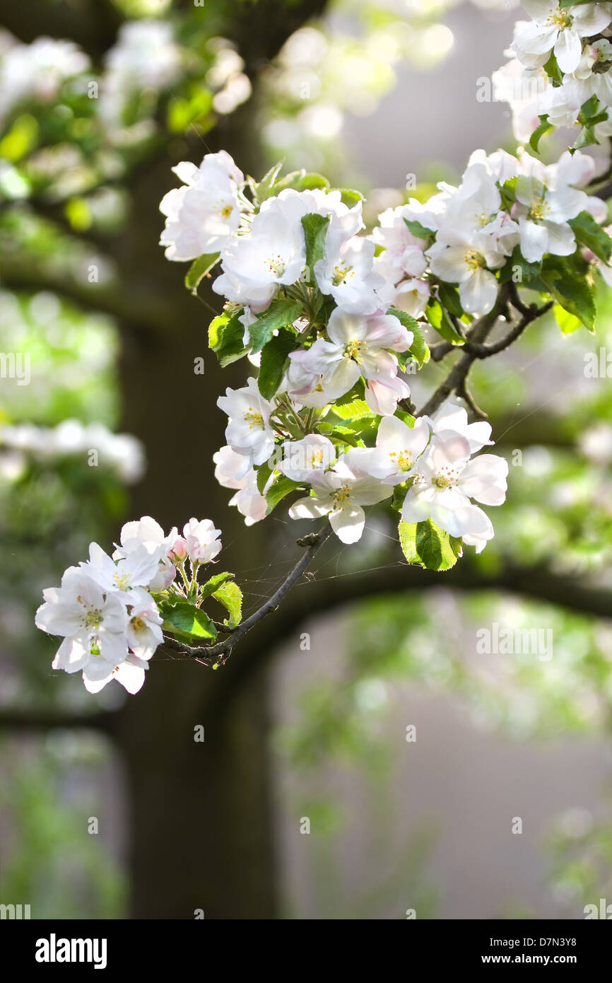 La luce del sole sul ramo con appleblossom su appletree in primavera - verticale Foto Stock