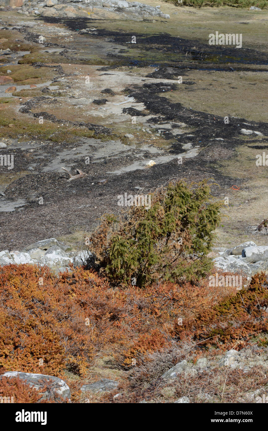 La natura in Svezia. Foto Stock