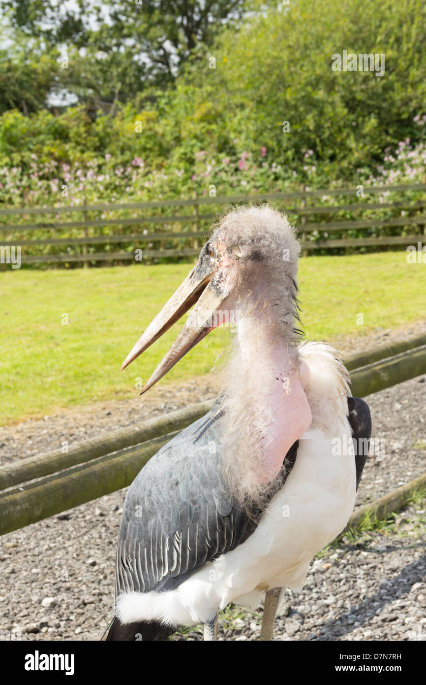 Marabou stork presso il guanto di sfida in uccelli rapaci Eagle e Vulture Park nel Cheshire, Inghilterra. Foto Stock