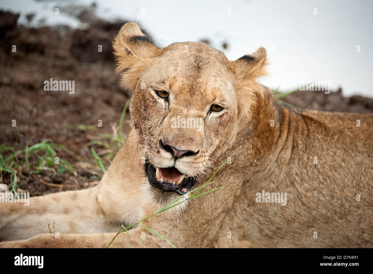 Lion in appoggio sul terreno nel calore del giorno in Thanda Game Reserve. Foto Stock