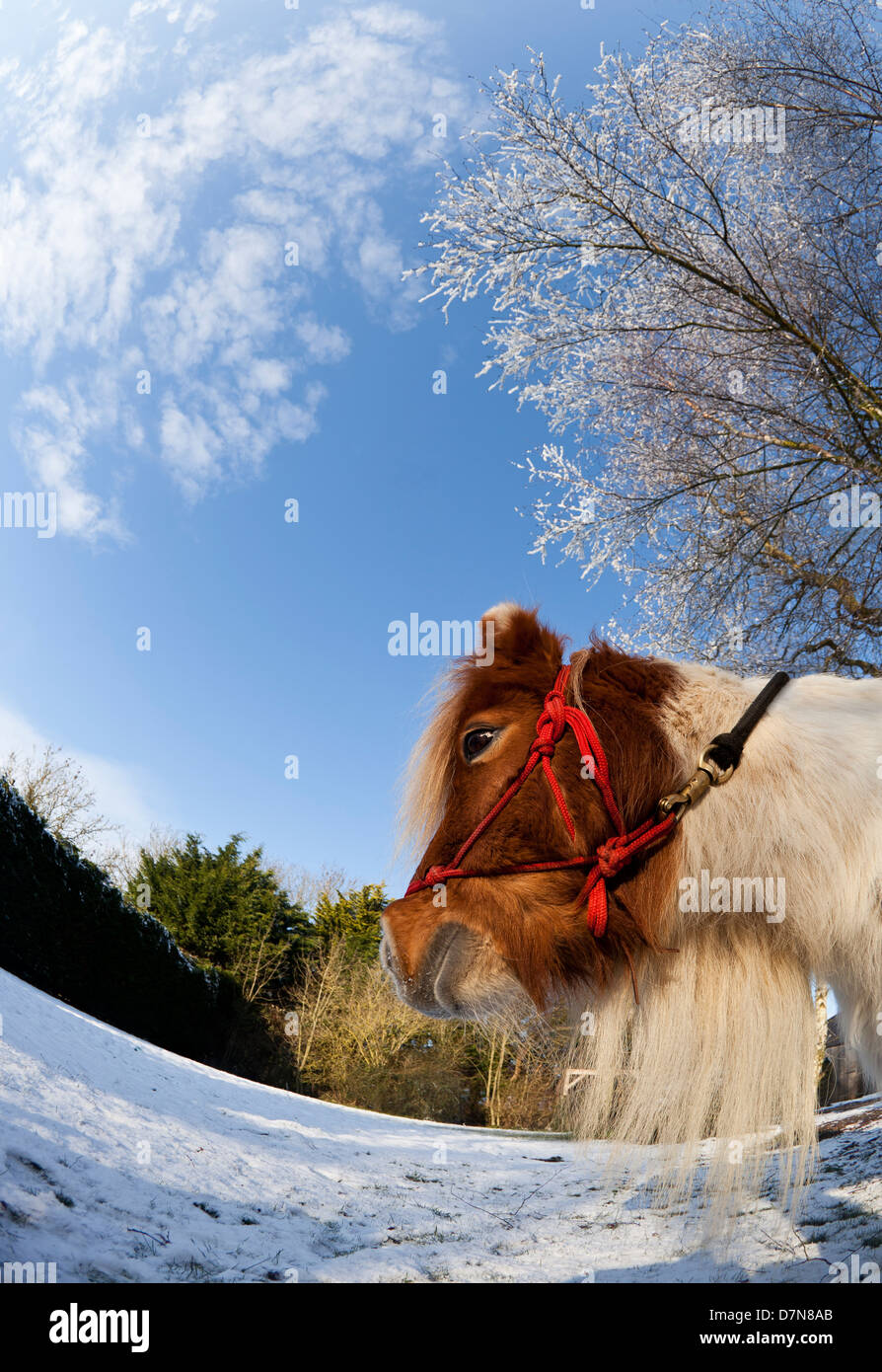 Un marrone e bianco pony in paesaggi innevati Foto Stock