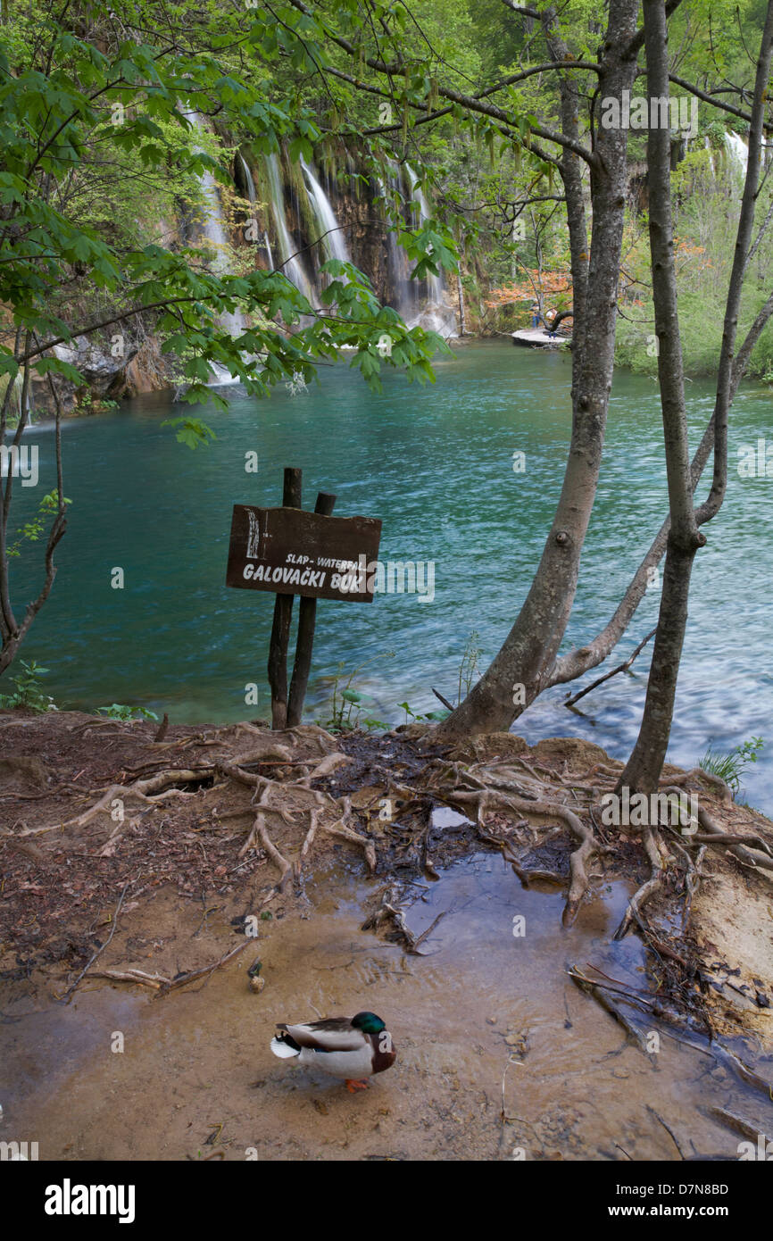 Schiaffi cascata Galovacki Buk e il lago nel Parco Nazionale dei laghi di Plitvice, patrimonio dell'umanità dell'UNESCO, Croazia, a maggio Parco Nazionale di Plitvice Foto Stock
