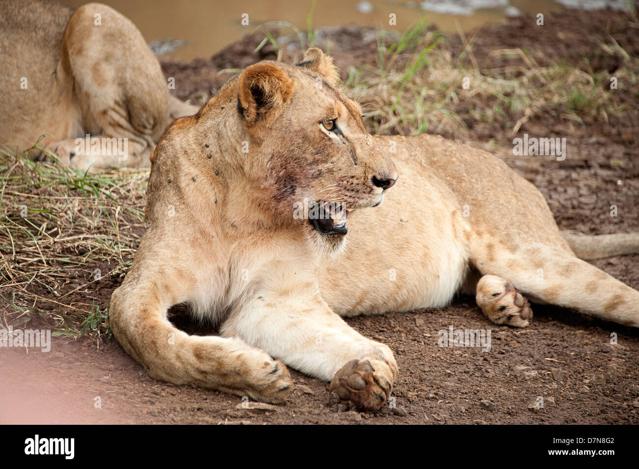 I Lions di appoggio al suolo nel calore del giorno in Thanda Game Reserve. Foto Stock