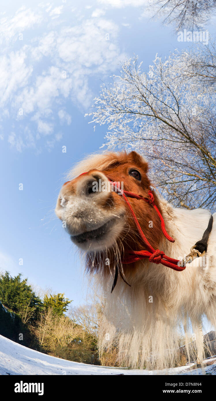 Un castagno e bianco (Skewbald) pony in paesaggi innevati Foto Stock