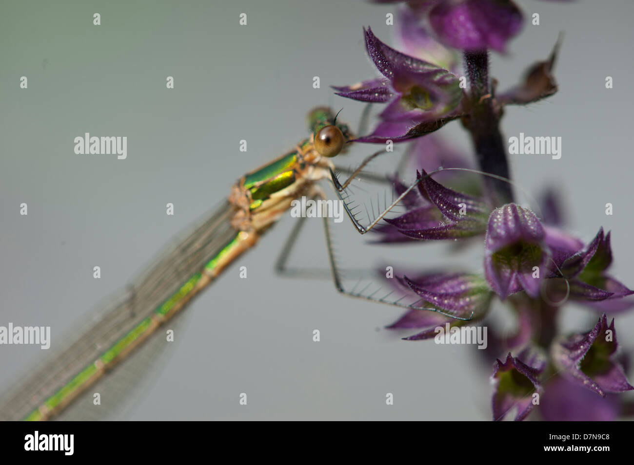 (Libellule) Odonati è un ordine di insetti carnivori Foto Stock