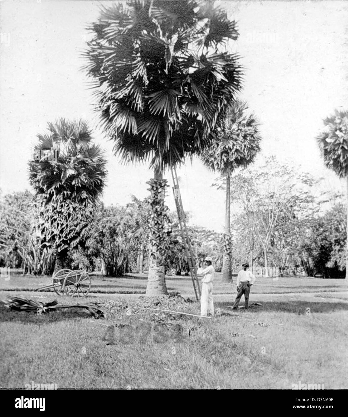 Questa foto del 1922 mostra alberi di flabellifero Borassus, comunemente noti come la Palmira asiatica o Palma di Toddy, situati nella Guiana britannica. L'immagine cattura queste grandi palme nel loro ambiente nativo come parte di una collezione di campioni botanici durante la Stanley Field Expedition. Foto Stock