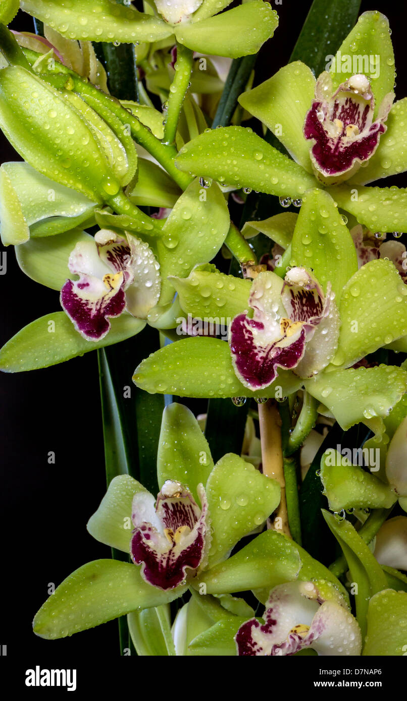 Cymbidium o barca orchidee, è un genere di 52 specie sempreverdi del orchid famiglia Orchidaceae Foto Stock