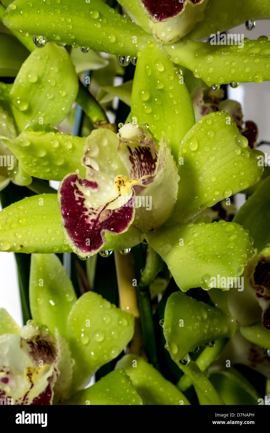 Cymbidium o barca orchidee, è un genere di 52 specie sempreverdi del orchid famiglia Orchidaceae Foto Stock