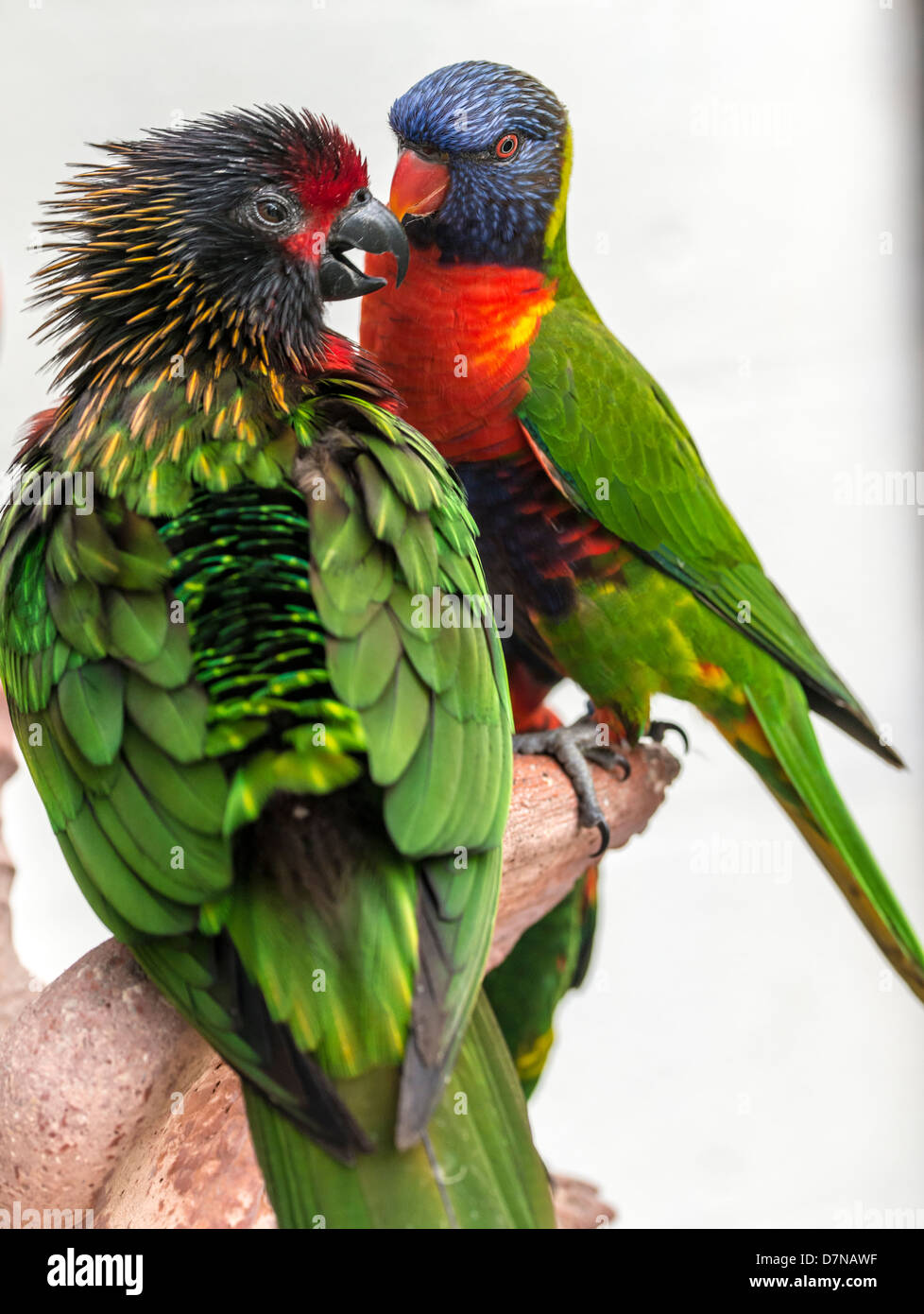 Amazzoni e parrocchetti (tribù Lorini) sono di dimensioni da piccole a medie pappagalli arboree Foto Stock