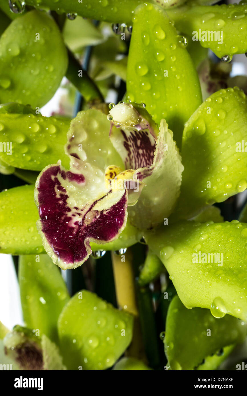 Cymbidium o barca orchidee, è un genere di 52 specie sempreverdi del orchid famiglia Orchidaceae Foto Stock