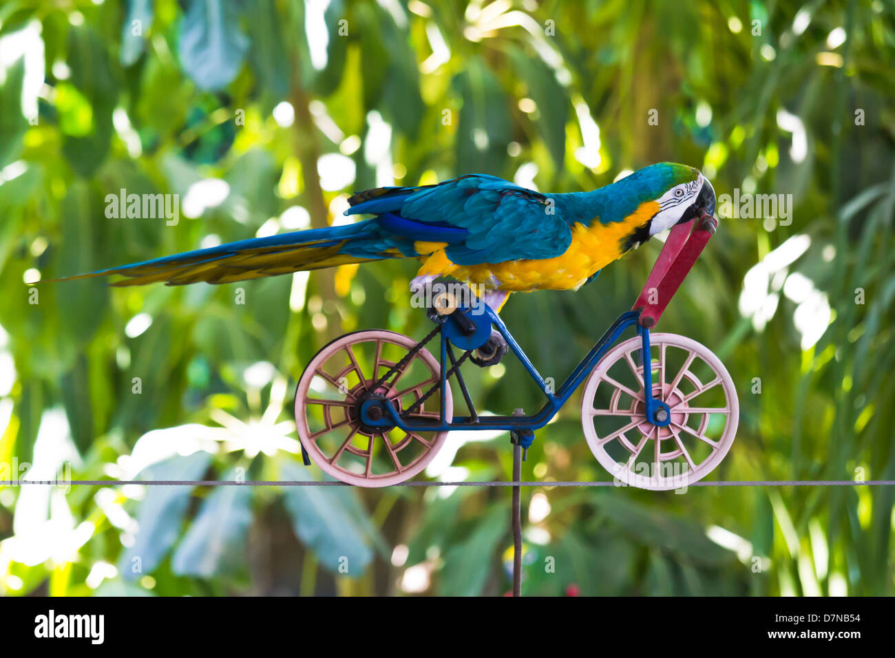 Visualizza pappagalli in natura Foto Stock