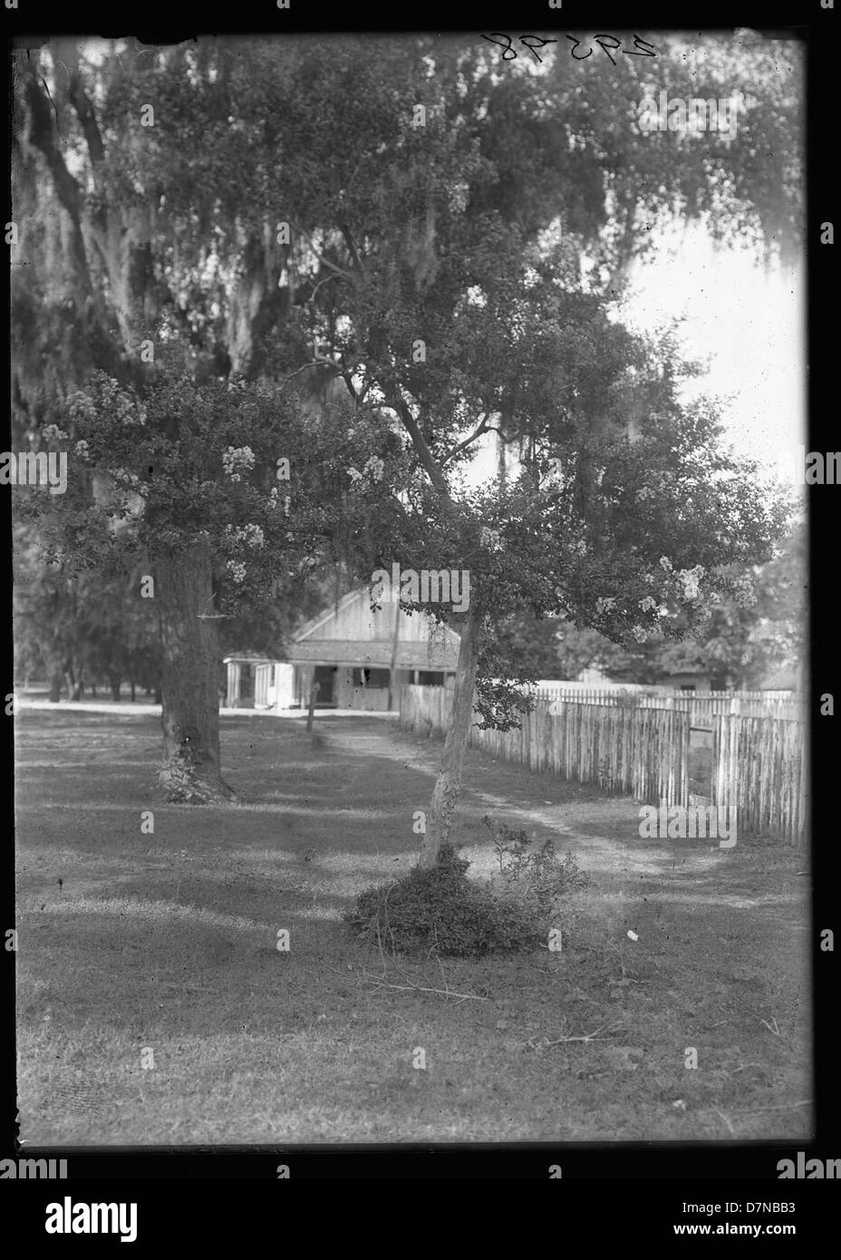 Una fotografia botanica di un albero di mirto di rape, Lagerstroemia indica, parte di una collezione botanica statunitense. L'albero è noto per i suoi fiori colorati ed è comune nei paesaggi meridionali. Foto Stock