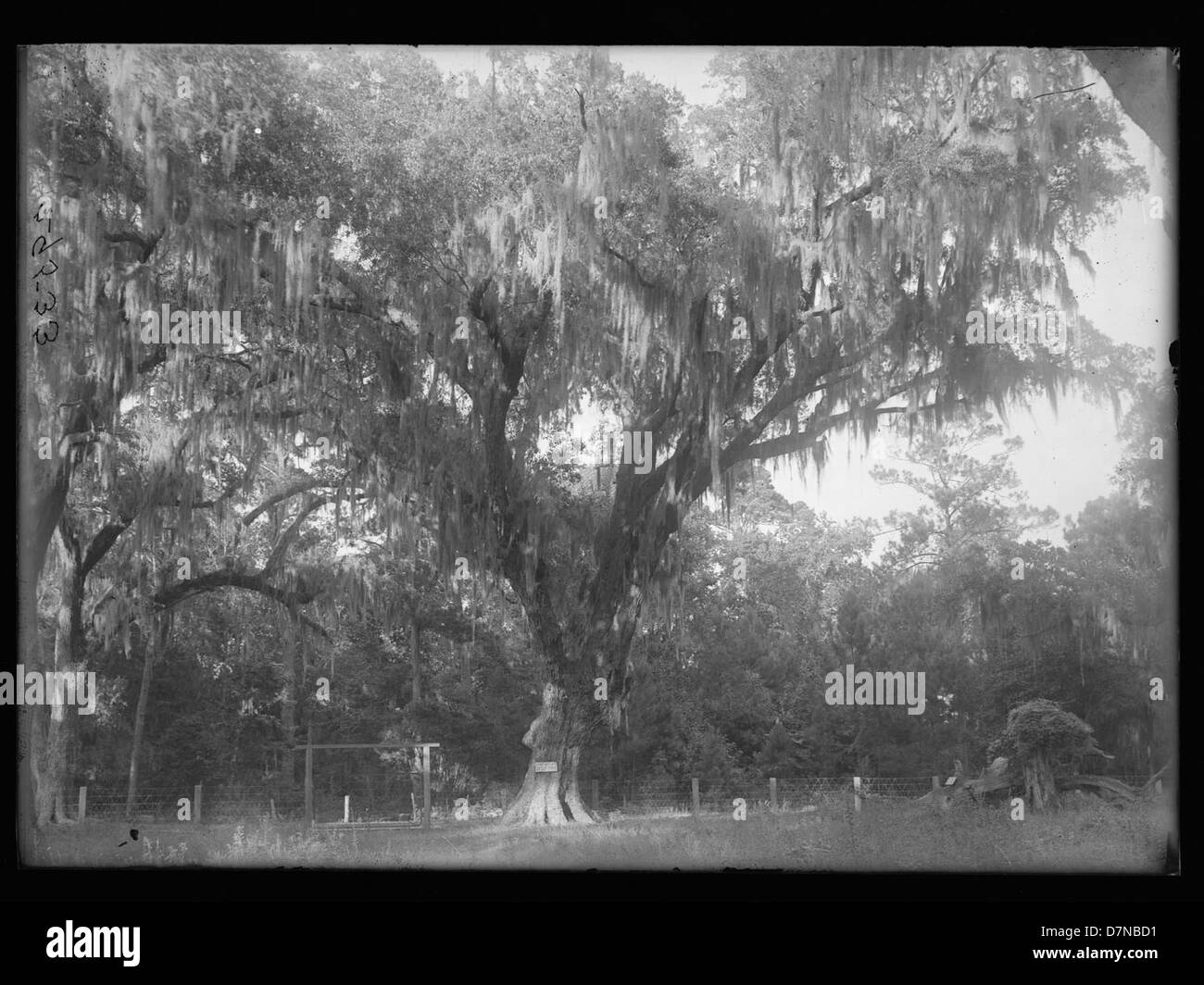 Una collezione di campioni botanici da St. Simons Island, Georgia, con un albero associato a John Wesley Smith, che illustra la flora della regione e i suoi contributi alla botanica. Foto Stock