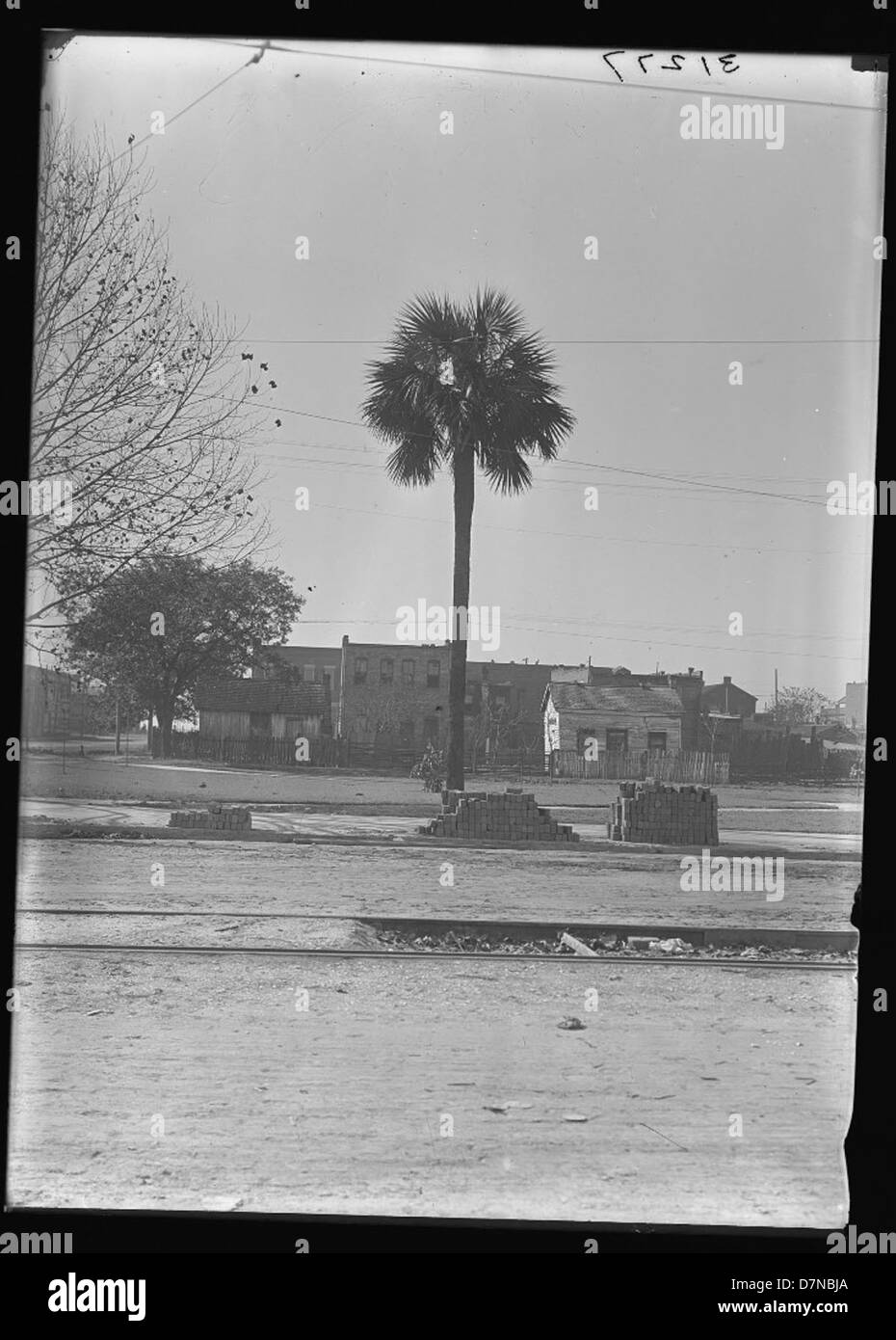 Questa immagine mostra la palma di cavolo (Sabal palmetto) nella contea di Glynn, Georgia, in particolare sull'isola di St. Simons. L'albero è una specie autoctona del sud-est degli Stati Uniti ed è noto per la sua resilienza e importanza negli ecosistemi locali. Foto Stock