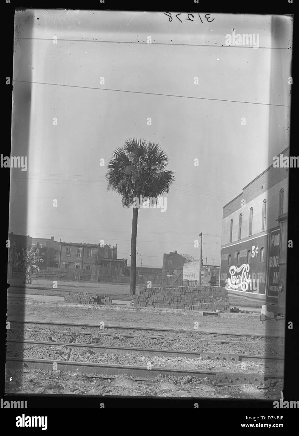 Una fotografia botanica di una palma di cavolo (Sabal palmetto) scattata nella contea di Glynn, Georgia, sull'isola di St. Simons. L'immagine mostra questa specie di alberi autoctoni ed evidenzia le sue caratteristiche uniche nell'ambiente locale. Foto Stock