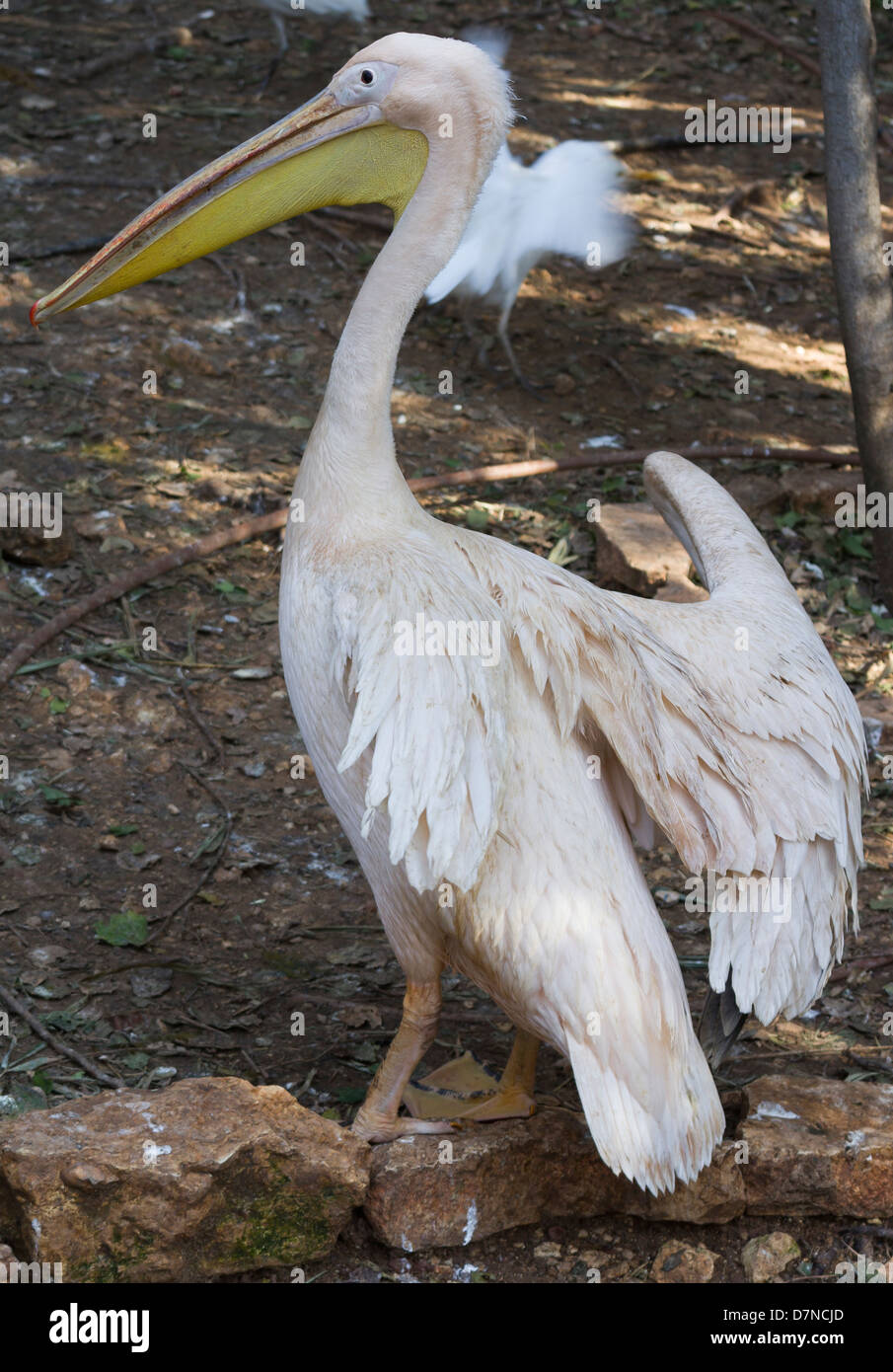 Pelican con ali aperte Foto Stock