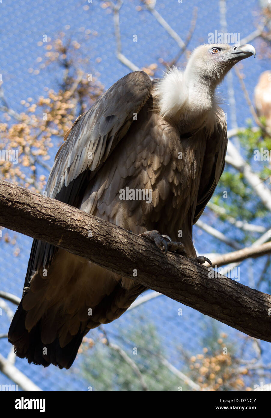 Avvoltoio su un log Foto Stock