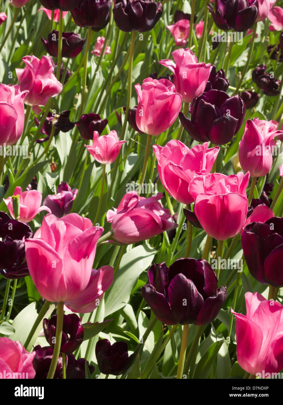 I tulipani, Manhattan NYC Foto Stock