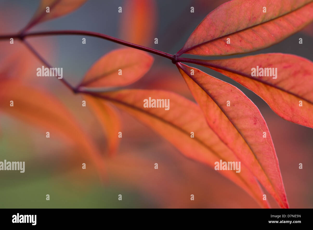 Red Leaf abstract nella natura Foto Stock
