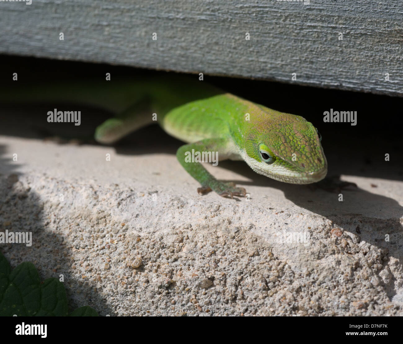 La lucertola verde di Anole si nasconde sotto una tavola di legno nel giardino Foto Stock