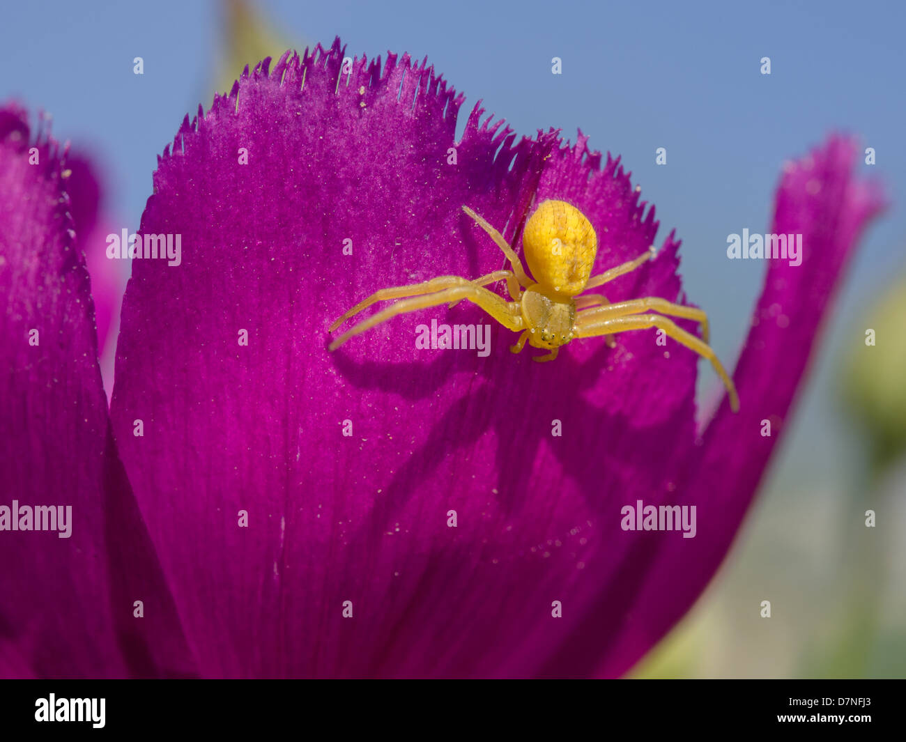 Giardino giallo spider su un viola selvaggio fiore Foto Stock