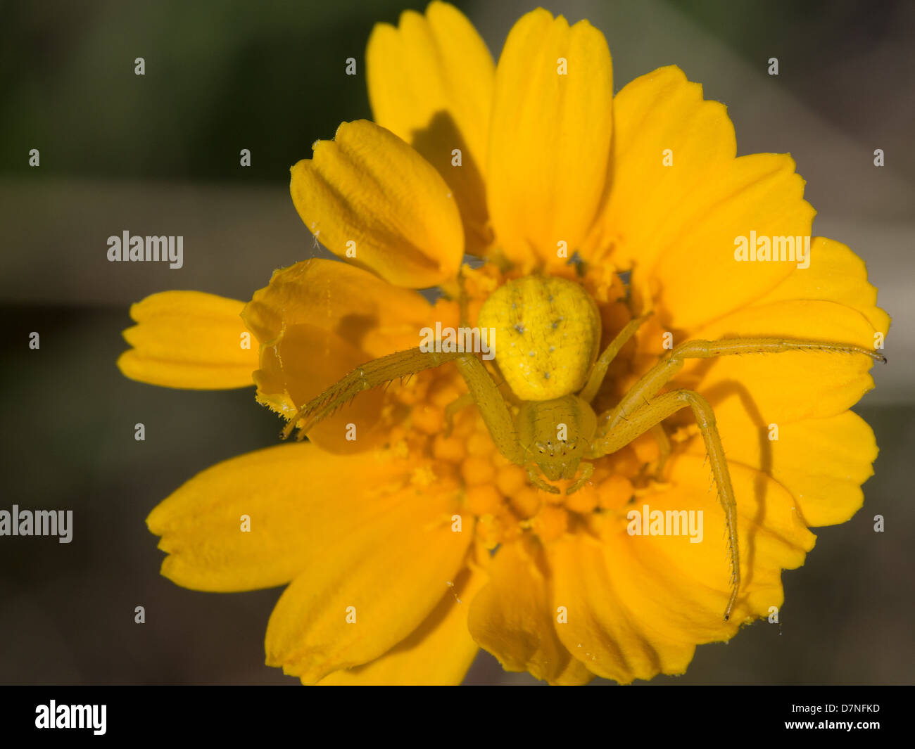 Giardino giallo spider nascosti su una millefiori giallo Foto Stock