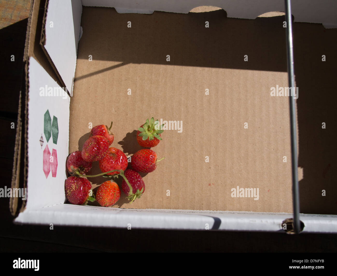 Le fragole in una scatola di cartone a Sweet Berry Farm Foto Stock