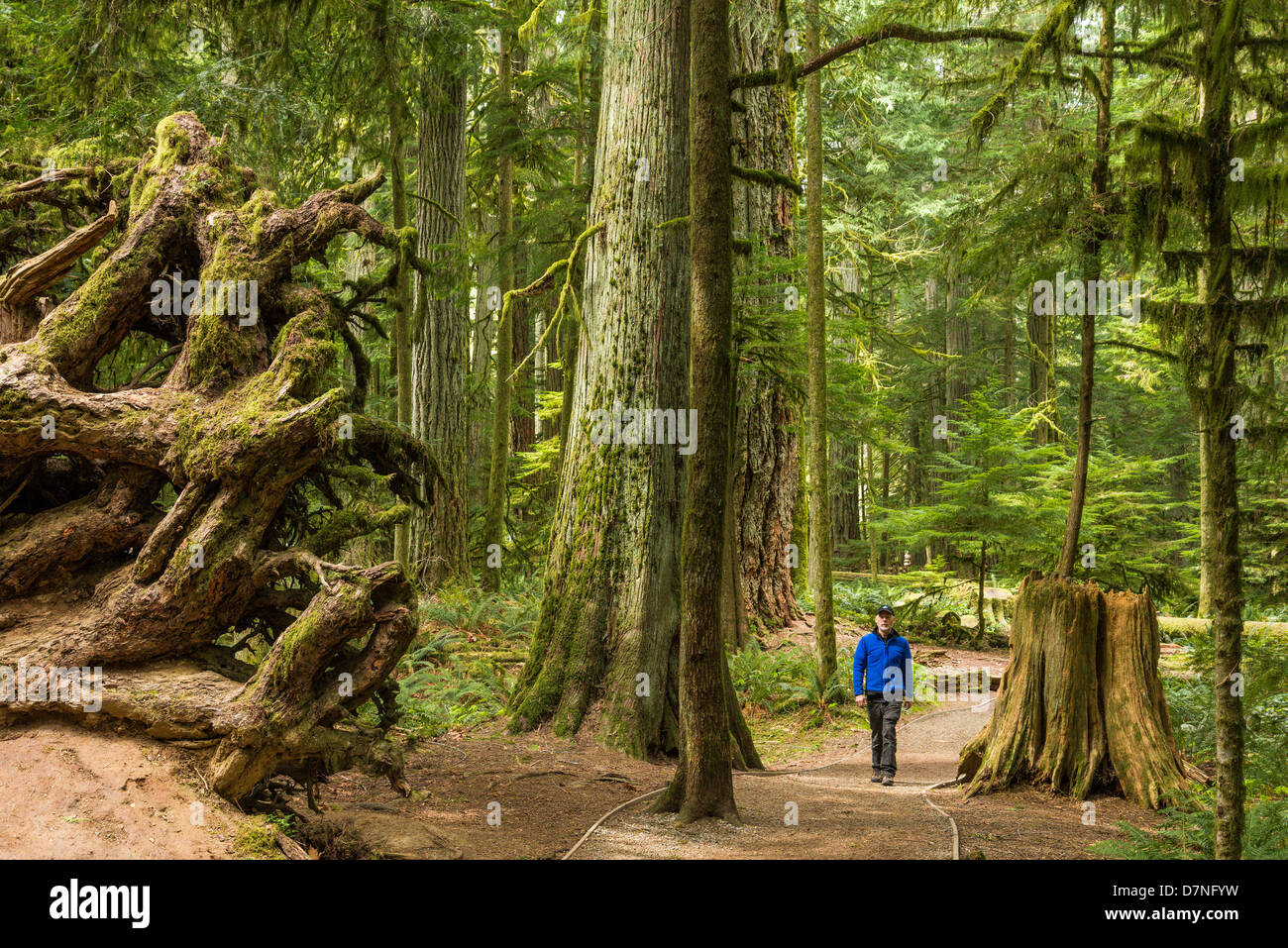 L'uomo sul sentiero, Cattedrale Grove, MacMillan Parco Provinciale, Isola di Vancouver, British Columbia, Canada Foto Stock