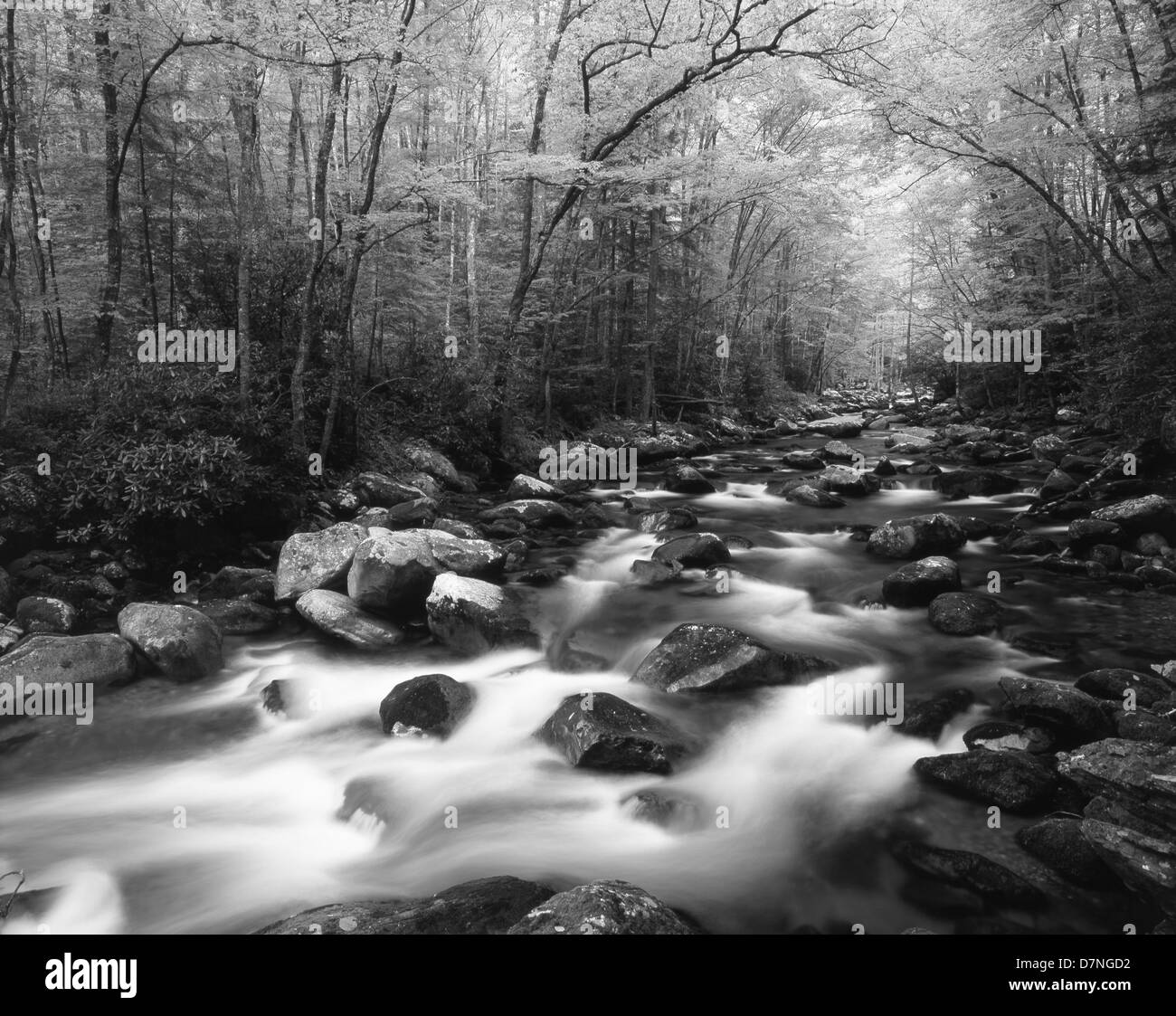 Stati Uniti d'America, North Carolina, Great Smoky Mountains National Park, vista della foresta sul Big Creek (formato di grandi dimensioni disponibili) Foto Stock