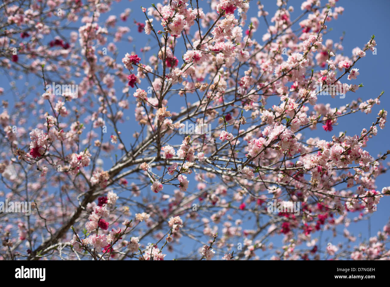 Mexican susino fiorisce in primavera Foto Stock