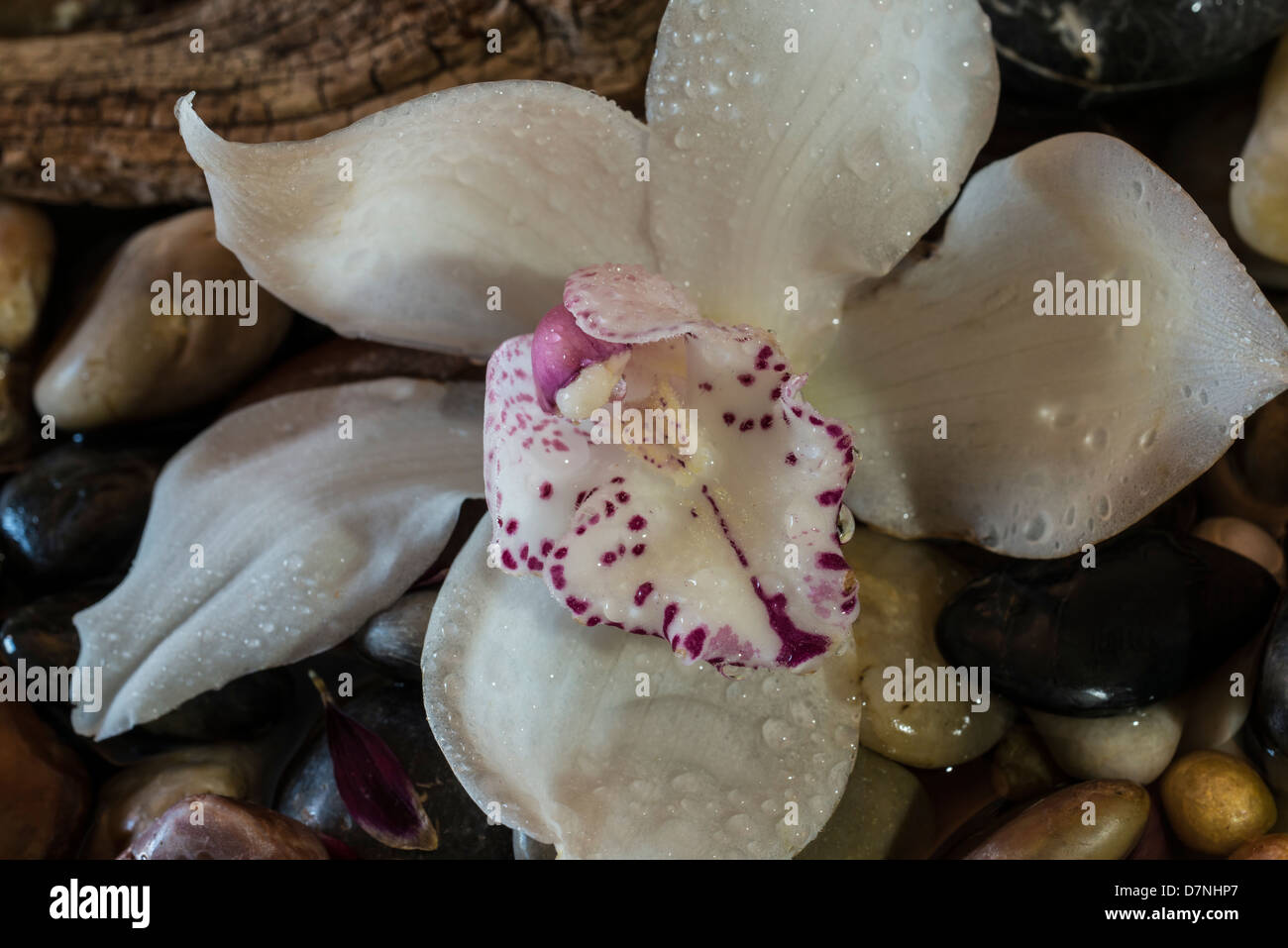 Cymbidium o barca orchidee, è un genere di 52 specie sempreverdi del orchid famiglia Orchidaceae Foto Stock