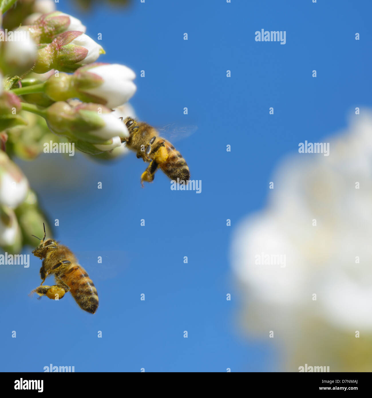 Miele Api di impollinazione degli alberi di ciliegio Foto Stock