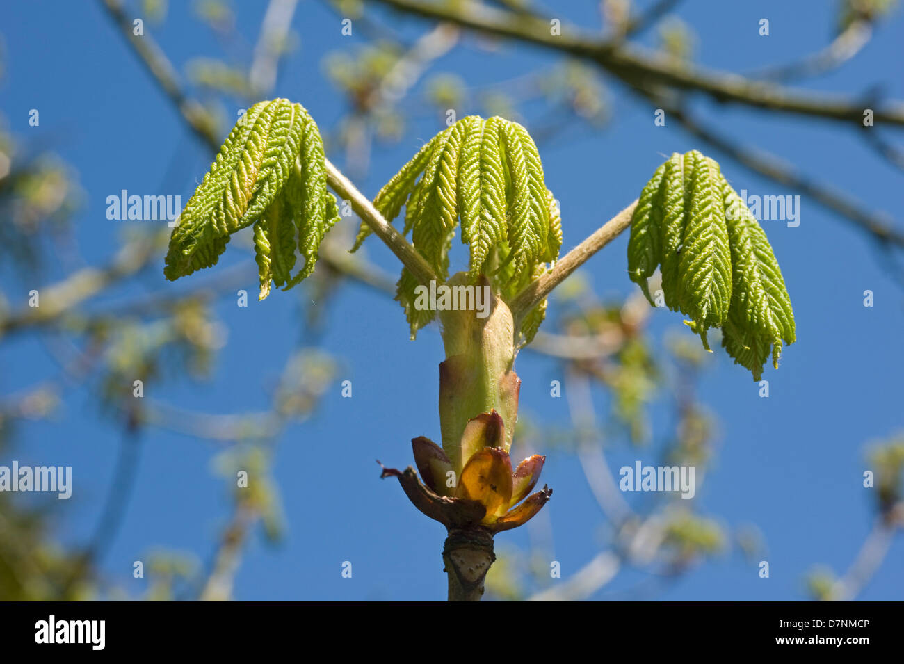 Foglie giovani e un'apertura sticky bud su un ippocastano, Aesculus hippocastanum, albero in primavera Foto Stock