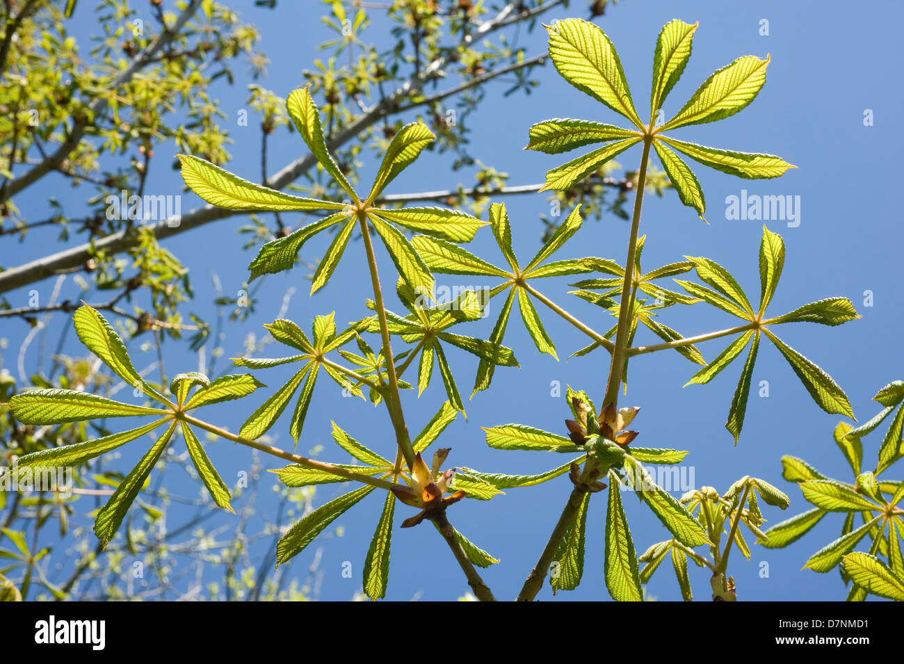 Giovani foglie su un ippocastano, Aesculus hippocastanum, albero contro il cielo blu in primavera Foto Stock