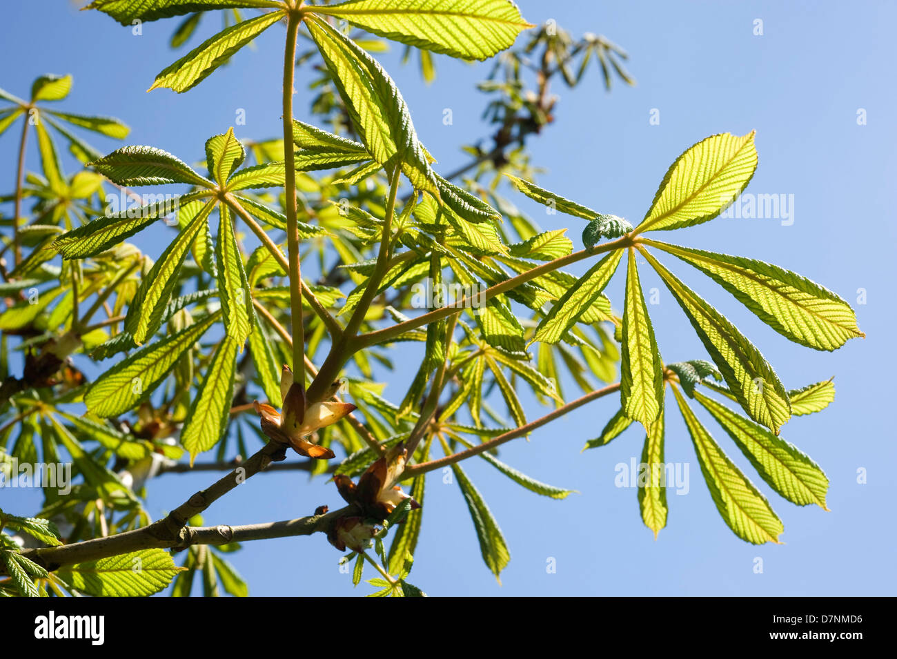 Giovani foglie su un ippocastano, Aesculus hippocastanum, albero contro il cielo blu in primavera Foto Stock