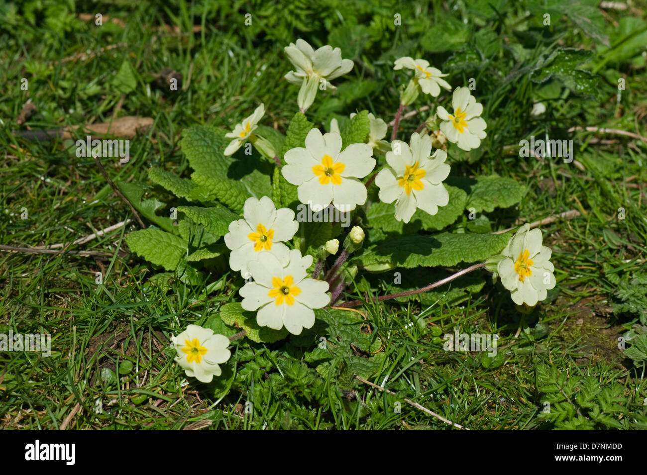 Primrose, Primula vulgaris, fioritura in presenza di luce solare in un bosco a molla Foto Stock