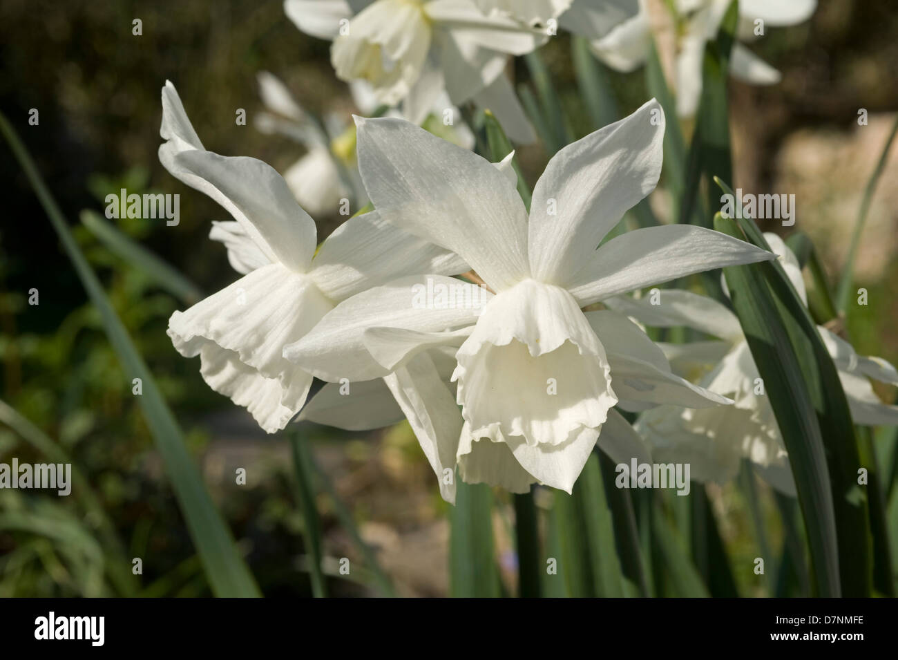 Bianco di narcisi in fiore " Thalia' Foto Stock