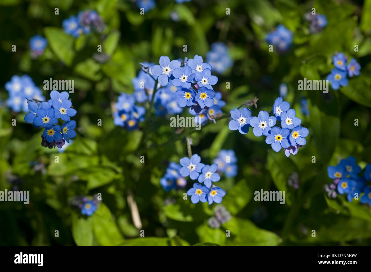 Il legno non ti scordar di me, Myosotis sylvatica, blu fiore pianta a molla Foto Stock