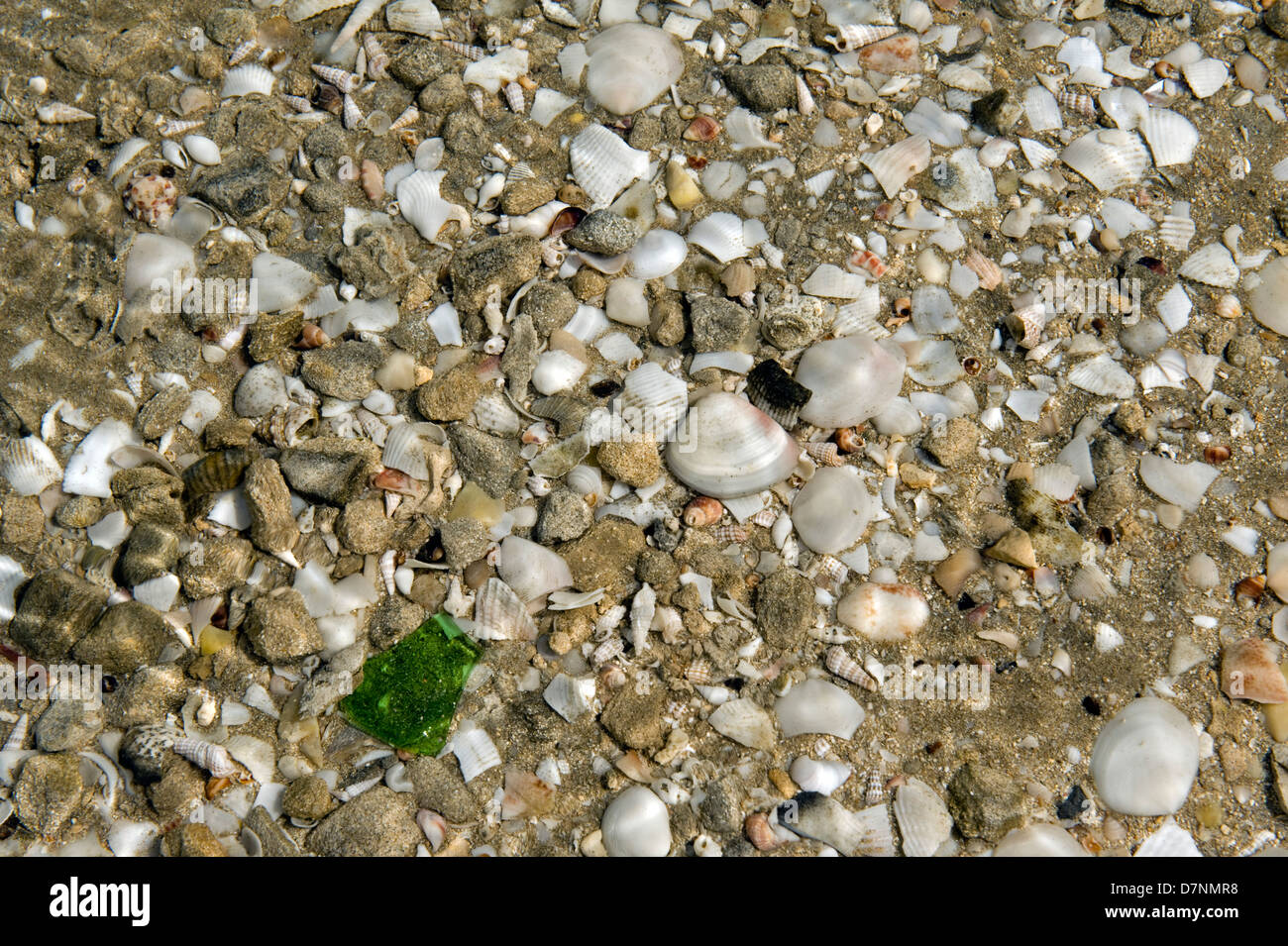 Spiaggia con un numero maggiore di piccole conchiglie di mare, Abu Dhabi, Emirati Arabi Uniti Foto Stock