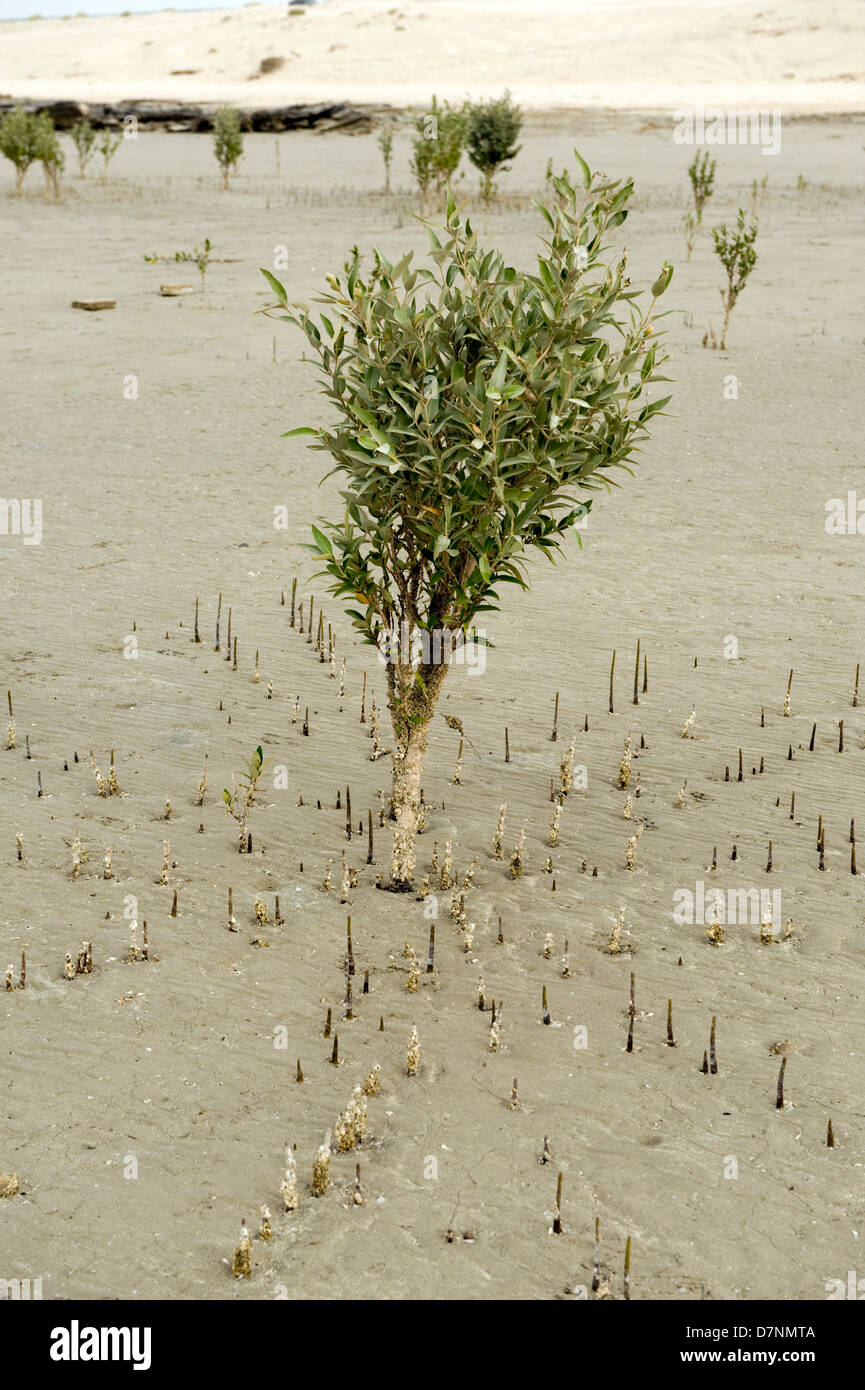 Un giovane di colore grigio di mangrovia, Avicennia marina, albero a bassa marea con radici aeree o pneumatofori bloccata sopra sabbia Foto Stock