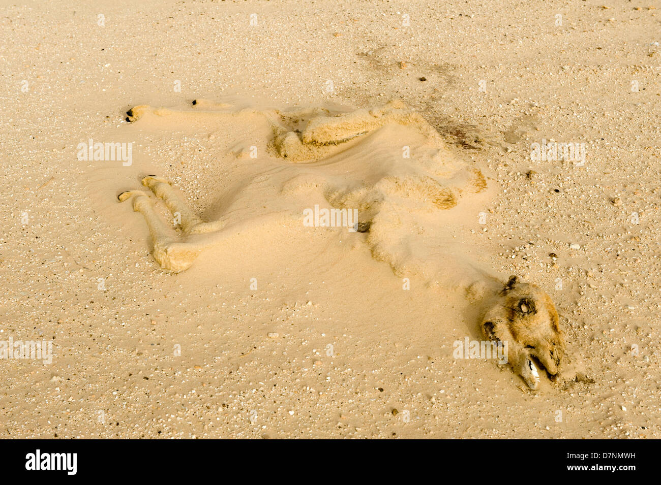Un secco tempo morto cammello carcassa di vitello mezzo sepolto dalla sabbia nel deserto, Abu Dhabi Foto Stock