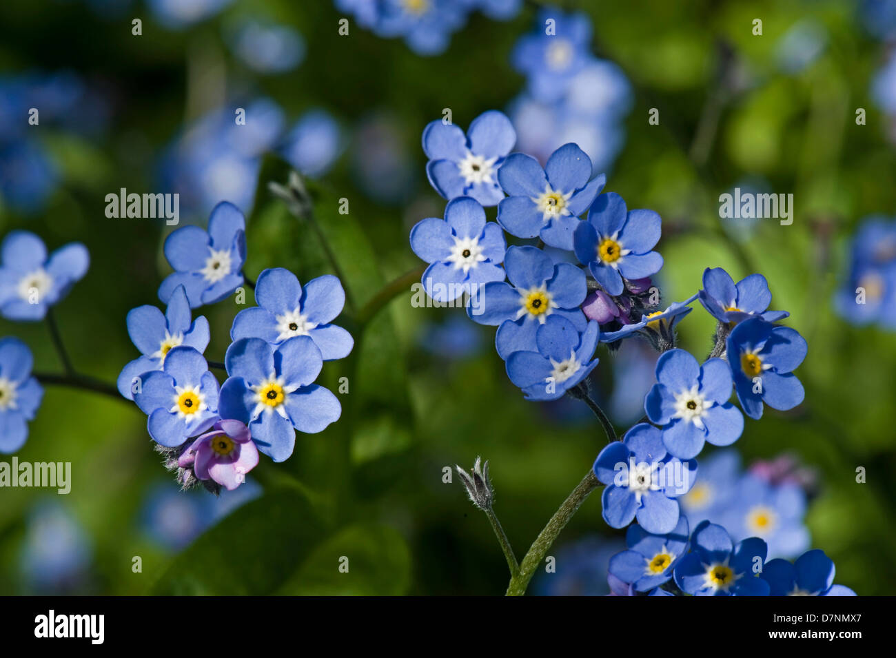 Il legno non ti scordar di me, Myosotis sylvatica, blu fiore pianta a molla Foto Stock