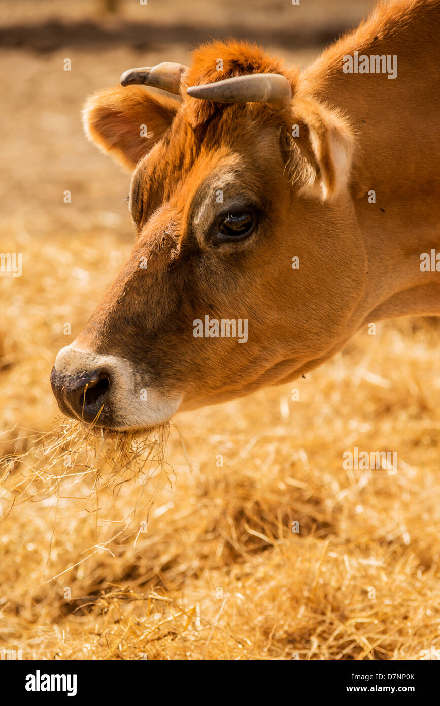 Una mucca marrone mangia fieno in una fattoria paddock. Foto Stock