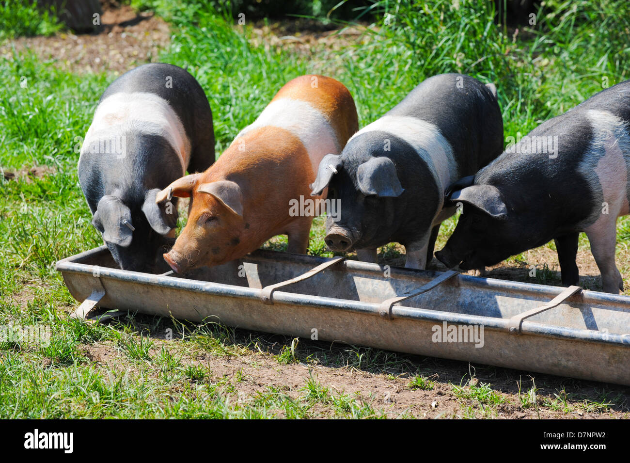 British a doppio spiovente suini di mangiare da un trogolo Foto Stock