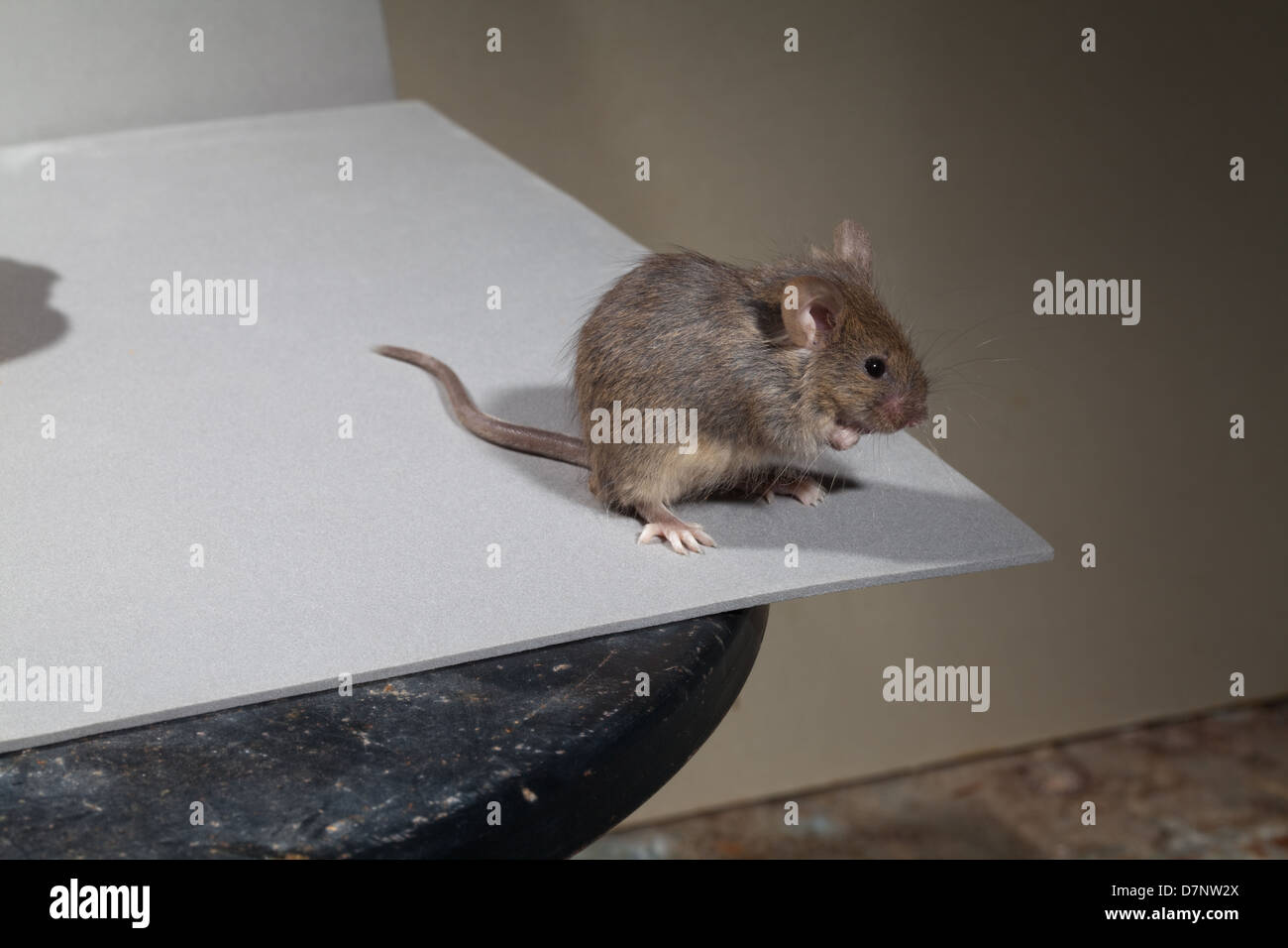 House Mouse Mus musculus Foto Stock