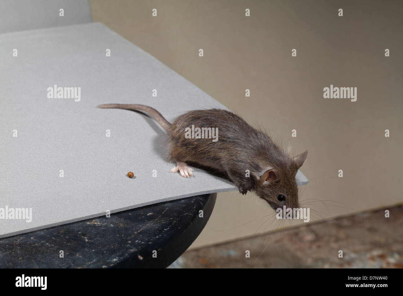 House Mouse Mus musculus Foto Stock