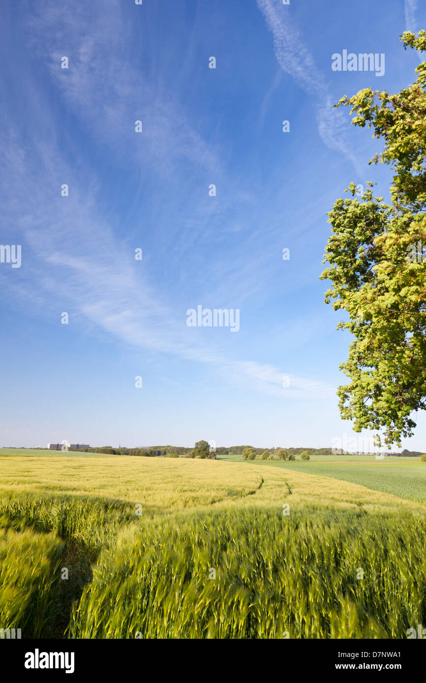 Un campo di segale con cielo blu incorniciato da un albero. Presi nei pressi di Aquisgrana, Germania. Foto Stock